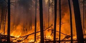 Waldbrand