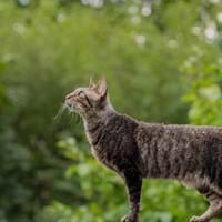 Katze pixabay